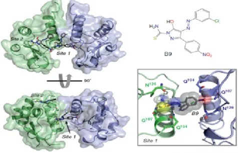 Fig. 2. Diphenylpyrazolo compound B9 inhibits Nef function (18).