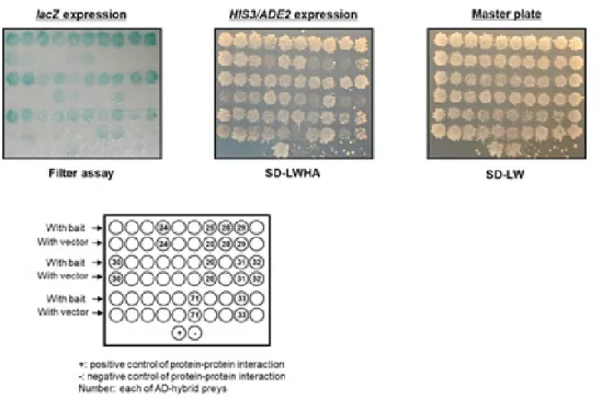 Fig. 3. Discovery of host factor binding to Nef through yeast two-hybrid screen.