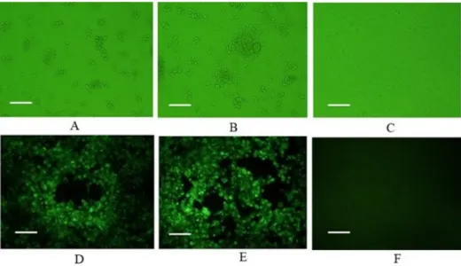 Fig. 1. Identification of feline herpesvirus type 1 (FHV-1) based on cytopathic effects (CPE) and fluorescence assays