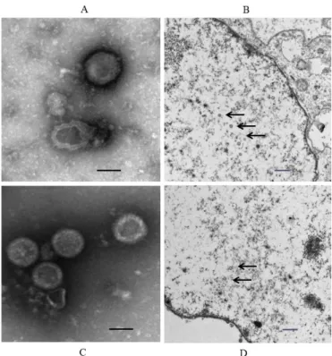Fig. 3. Viral particles of FHV191071 and FHV191072 isolates purified with sucrose gradient centrifugation (A, C) and in the  nuclei of infected CRFK cells, as observed by electron microscopy (B, D)