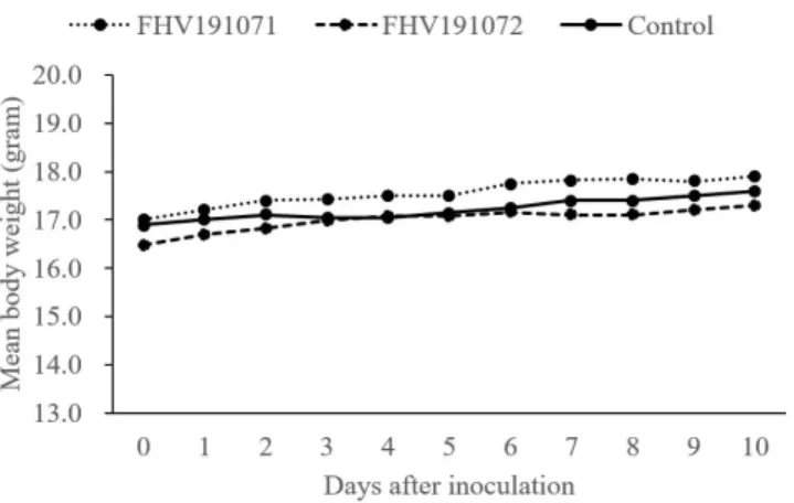 Fig. 7. Changes in mean body weight in mice inoculated with FHV191071 and FHV191072 isolates intraperitoneally