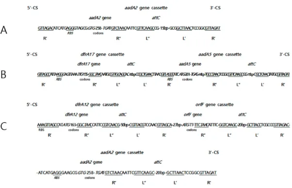 Fig. 3. The DNA sequences of class 1 integrons and their gene cassettes from multidrug resistant  Escherichia coli  isolated in  Korea