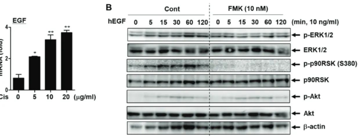 Fig. 3.  Effect  of  p90RSK  activation  on  hEGF-induced  cell  survival  pathways  (A)  MDA-MB-231  cells  were  stimulated  with  Cis-DDP 6 h and mRNA expression level was determined by qRT-PCR