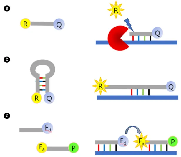 Figure 1. Types of probes in real-time PCR. (a) The hydrolysis probe emits light due to the hydrolysis of the probe bound to the  template during primer extension (b) A molecular beacon probe with a stem structure emits light while hybridizing to the  temp