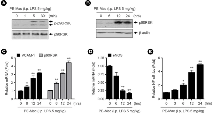 Figure 2. The effect of LPS-activated macrophages on EC functions. The HUVECs were co-cultured with macrophages isolated from 5 mg/kg LPS-injected mice for indicated times