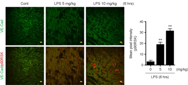 Figure 3. LPS stimulation increases p90RSK expression in aortic arch. After stimulation with 0 (PBS), 5, and 10 mg/kg LPS for  6 hrs,  en face  preparations of the aortic arch of 7-week C57BL/6 mice were processed
