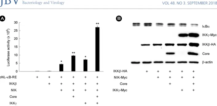 Figure 2. The structure of wild-type and N- terminal, C-terminal deletion mutants of mouse IKKγ