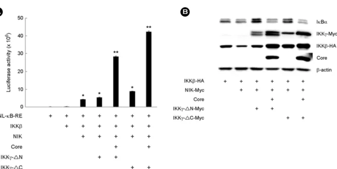 Figure 3. Activation of NF-κB by HCV core and IKKγ  mutants. (A) COS-7 cells were co-transfected with pNL-κB-RE reporter and each expression plasmid of IKKβ, NIK, HCV core or IKKγ  mutant