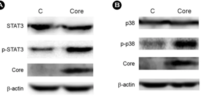 Figure 6. Effect of HCV core on the phosphorylation of signaling molecules in the proinflammatory pathway