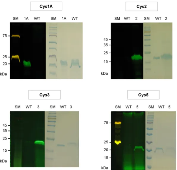 Figure 3. Cysteine reactivity. Wildtype (WT) and Cys mutants were reacted with fluorescein-5-maleimide, and analyzed by SDS-  PAGE