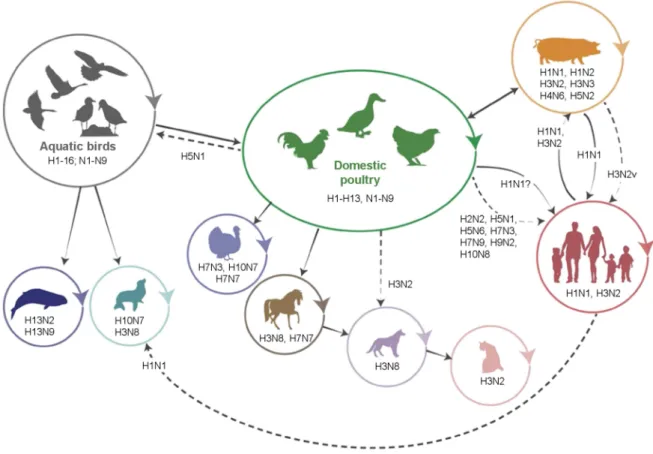 Figure 1. Influenza A viruses (IAVs) transmission between inter-species. Representative diagram of  interspecies transmission and the  subtypes in these events