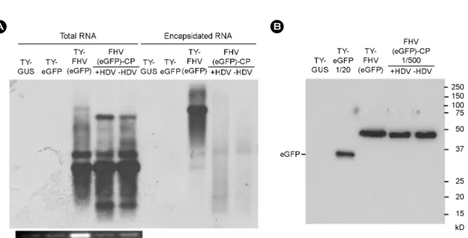 Figure 4. Replication of recombinant FHV RNA1 lacking HDV ribozyme sequence. (A) Northern blot analysis of FHV RNA1 replication.