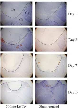 Fig.  3.  Nissl  stain  after  infarction