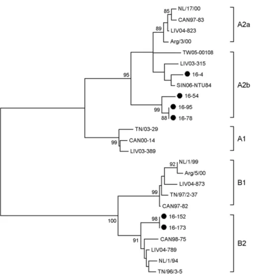 Figure 2. Phylogenetic analysis for HMPV based on of  the F protein. The nucleotide sequences were aligned using Clustal W