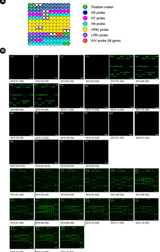 Figure 1. Hybridization patterns of  influenza viruses isolated in Mongolia. The microarray layout of  69 HA probes, 1 M gene probes  (red circles), and position markers (green circles) is indicated