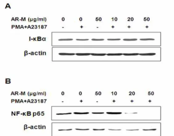 Fig. 6. Effects of Ampelopsis Radix methanol extract on PMA/A23187-induced ERK1/2 phosphorylation in HMC-1 cells The cells were incubated with different concentrations(5～50 ㎍/㎖) of Ampelopsis Radix methanol(AR-M) extract in the presence of PMA/A23187 or ab