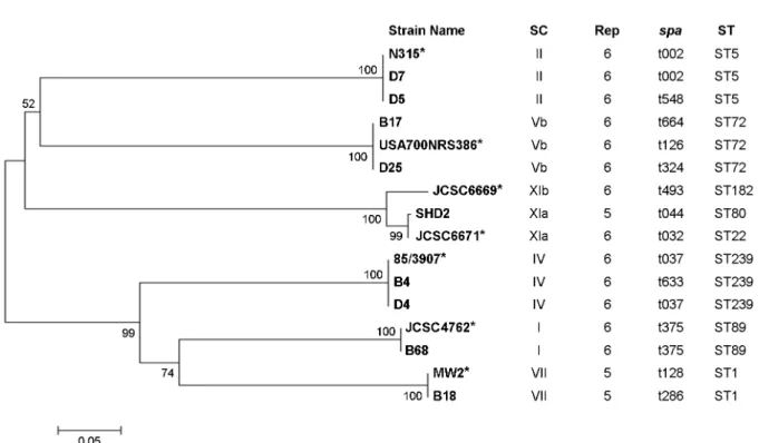 Figure 1. Phylogenetic relationship among the nucleotide sequences of  the D1 coa regions of the selected 9 isolates and 7 reference strains