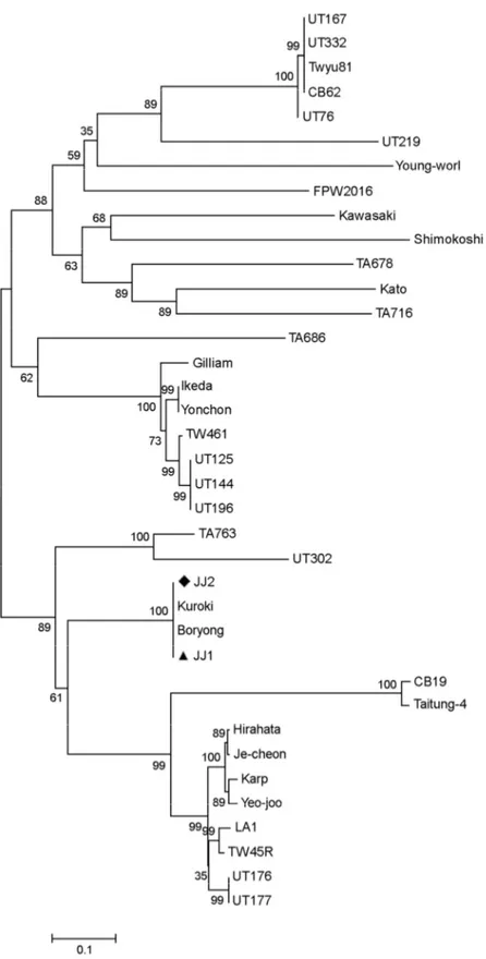 Figure 3. Phylogenetic tree based on partial 56-kDa type specific antigen of  O. tsutsugamushi