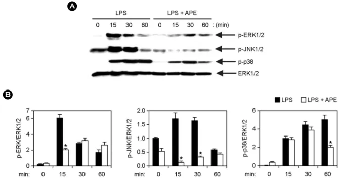 Figure 2. Inhibitory effects of  APE on phosphorylation of  MAPKs by LPS-stimulated BMDMs