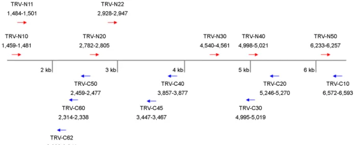 Figure 1. Map of  primer design for detection of TRV 