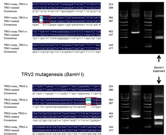 Figure 5. BamH I sequence insertion of the TRV genetically modified-positive control plasmids