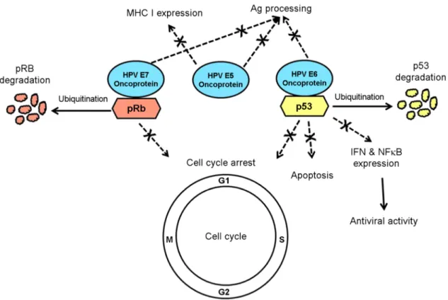 Figure 1. A schematic diagram of  a possible mode of  the oncogenic action of  human papillomavirus (HPV)