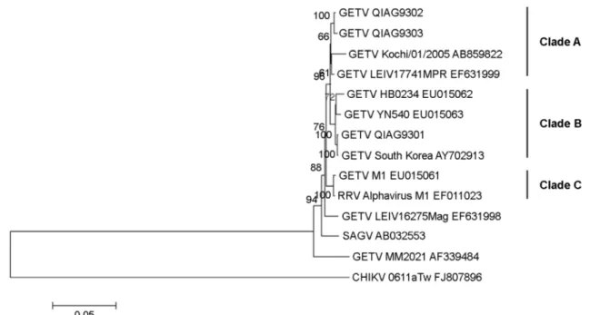 Figure 3. Phylogenetic relationships between QIAG93 isolates and  other Alphaviruses  within the Semliki Forest antigenic complex