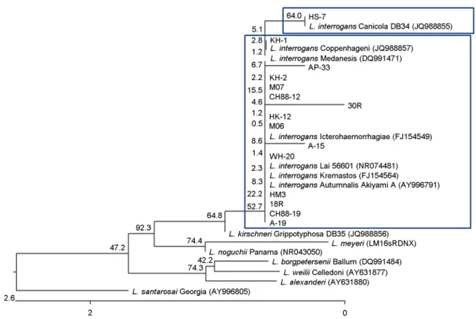 Figure 1. Dendrogram representing phylogenetic relationships between partial 16S rDNA sequences (the size of about 323 bp) of reference Leptospira strains and 16S rDNA PCR products of isolates