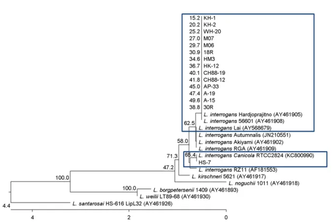 Figure 2. Dendrogram representing phylogenetic relationships between partial LipL 32 sequences (the size of about 727 bp) of  reference Leptospira strains and LipL 32 PCR products of  isolates