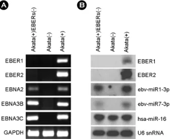 Figure 1. Verification of EBER deletion in Akata(+)EBERs(-)  cell line. (A) PCR analysis was carried out to examine the absence  of EBER (EBER1, 2) sequences in the EBV genome of   Akata(+)-EBERs(-)