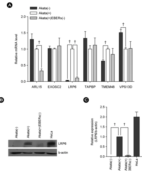 Figure 3. Up-regulated LRP6 expression by EBERs in Akata cells. (A) Real-tizme RT-PCR was performed for six different genes to  test whether EBERs can affect the expression of them