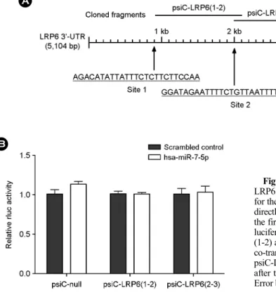 Figure 4. No direct targeting of  has-miR-7 for the 3'-UTR of  LRP6. (A) Three seed-matched regions in the 3'-UTR of LRP6  for the has-miR-7 are shown