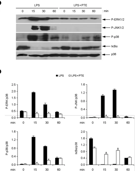 Figure 4. Effects of  PTE on the phosphorylation of  MAPKs and degradation of  IκBα in LPS-stimulated BMDMs