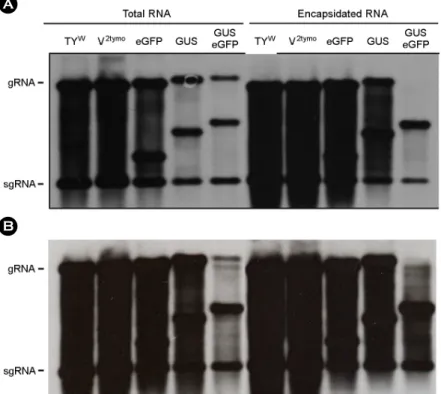Figure 2. Replication and packaging of  recombinant TYMV constructs. Recombinant TYMV constructs were agroinfiltrated into  N