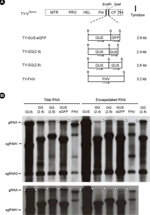 Figure 3. Replication and packaging of the recombinant TYMV whose insert is equal to or larger than 2.4 kb
