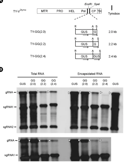 Figure 4. Replication and packaging of the recombinant TYMV whose insert is smaller than 2.4 kb