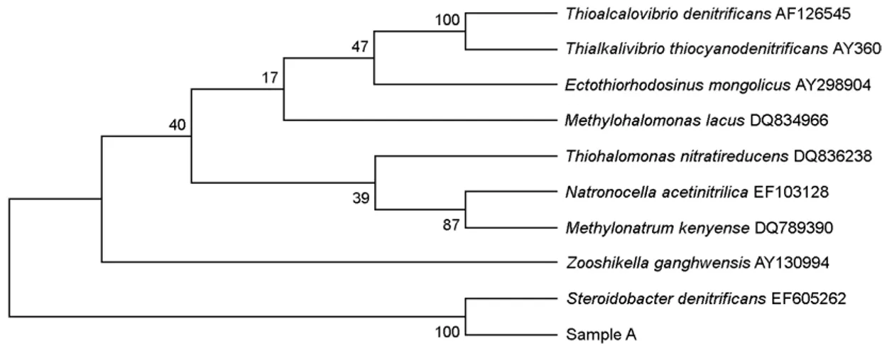 Figure 1. Sample A shows the 99% similarity to Steroidobacter denitrificans accession No
