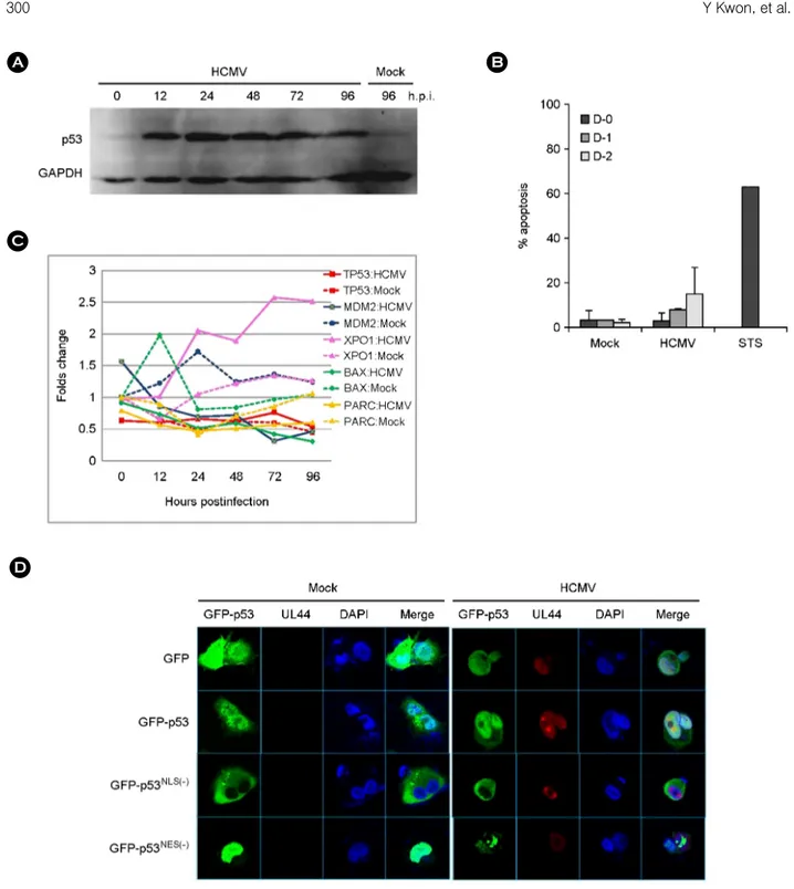Figure 1. Characteristics of  p53 induced by HCMV infection. (A) Western blot analysis with anti-p53 (DO-1) antibody for the detection of p53 accumulation in HEL 299 infected with HCMV during the course of  infection