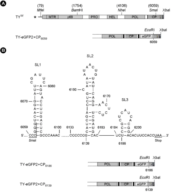 Figure 1. TYMV constructs. (A) Wild-type and recombinant TYMV constructs. TY W  represents a wild-type genome