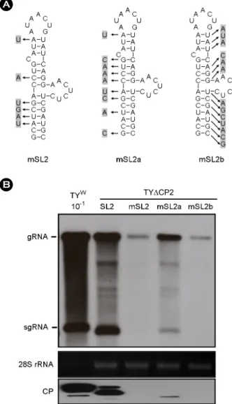 Figure 3. Examination of the role of SL2 in wild-type TYMV.