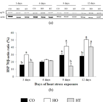 Fig.  2.  Hsp70  and  β-actin  expression  (a)  and  ratio  of  hsp70/β-  actin  expression  level  (b)  in  liver  of  broiler  chicks  on  3,  6,  9  and  12  days  of  high  temperature  exposure.