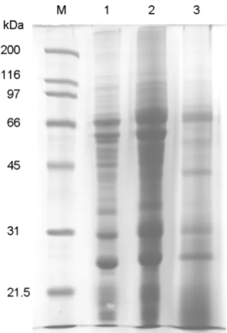 Figure 1. SDS-PAGE analysis of flow-through and eluted  fraction in the thiol-affinity chromatography applied to H