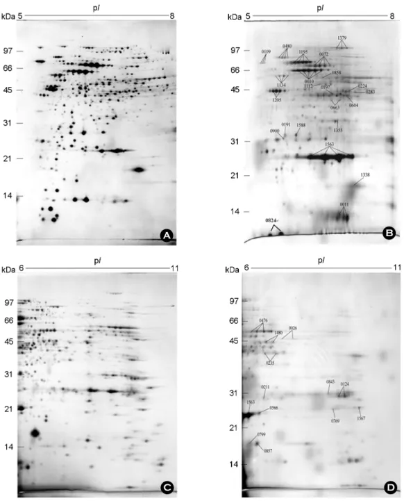 Figure 2. Two-dimensional gel electrophoresis profiles of the whole cell extract (A and C) and the eluted fraction of thiol-affinity  chromatography (B and D) of H