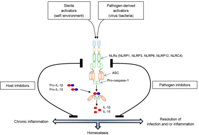 Figure 1. Structural diagram and mechanism for the regulation of inflammasome (modified and adapted from reference 1 and 3)