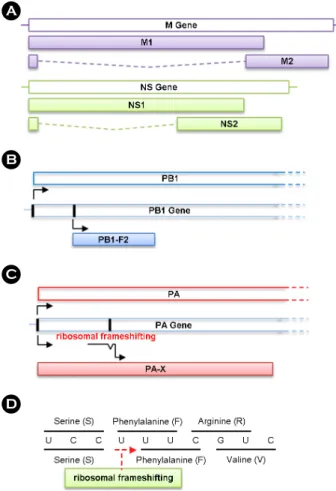 Figure 1. Multiple proteins are expressed from a single gene  of influenza A virus. (A) The M2 and NS2 proteins are expressed  by gene splicing