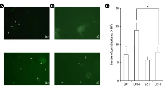 Figure 2. Number of intestinal bacteria attached in colon membrane in Lactobacillus plantarum (A) or Lactobacillus casei (B)-treated  mice by a fluorescent hybridization method
