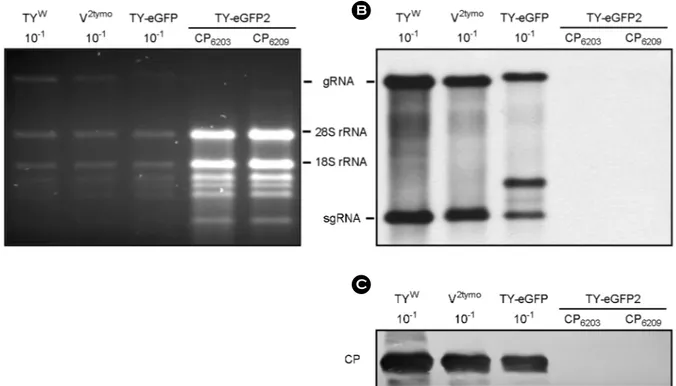 Figure 2. Replication of TY-eGFP and TY-eGFP2 in N. benthamiana. Seven days after agroinfiltration of N
