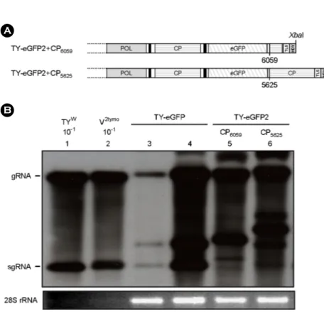 Figure 4. Replication of TY-eGFP2  constructs with an additional CP ORF  sequence. (A) TY-eGFP2+CP 6059  and  TY-eGFP2+CP 5625  constructs