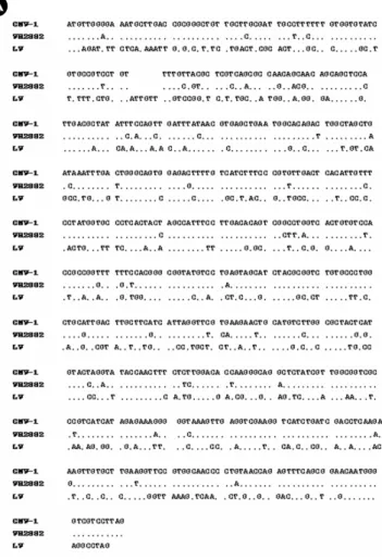 Figure 2. Nucleotide sequences (A) and amino acid  sequences (B) of CNV-1 ORF5 compared with those of  VR2332 (accession number U87392) and LV (accession  number NC_002533)