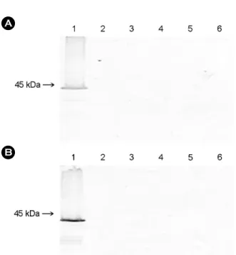 Figure 3. Analysis of  protein expression by Western blottings  probed with swine anti-PRRSV serum (A) and mouse anti-GST  monospecific antibody (B)